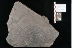 Foto (Objekt + Etikett) von Thaumatopteris pterophylloides Ettingshausen (NHMW-GEO-2024-0188-10518)